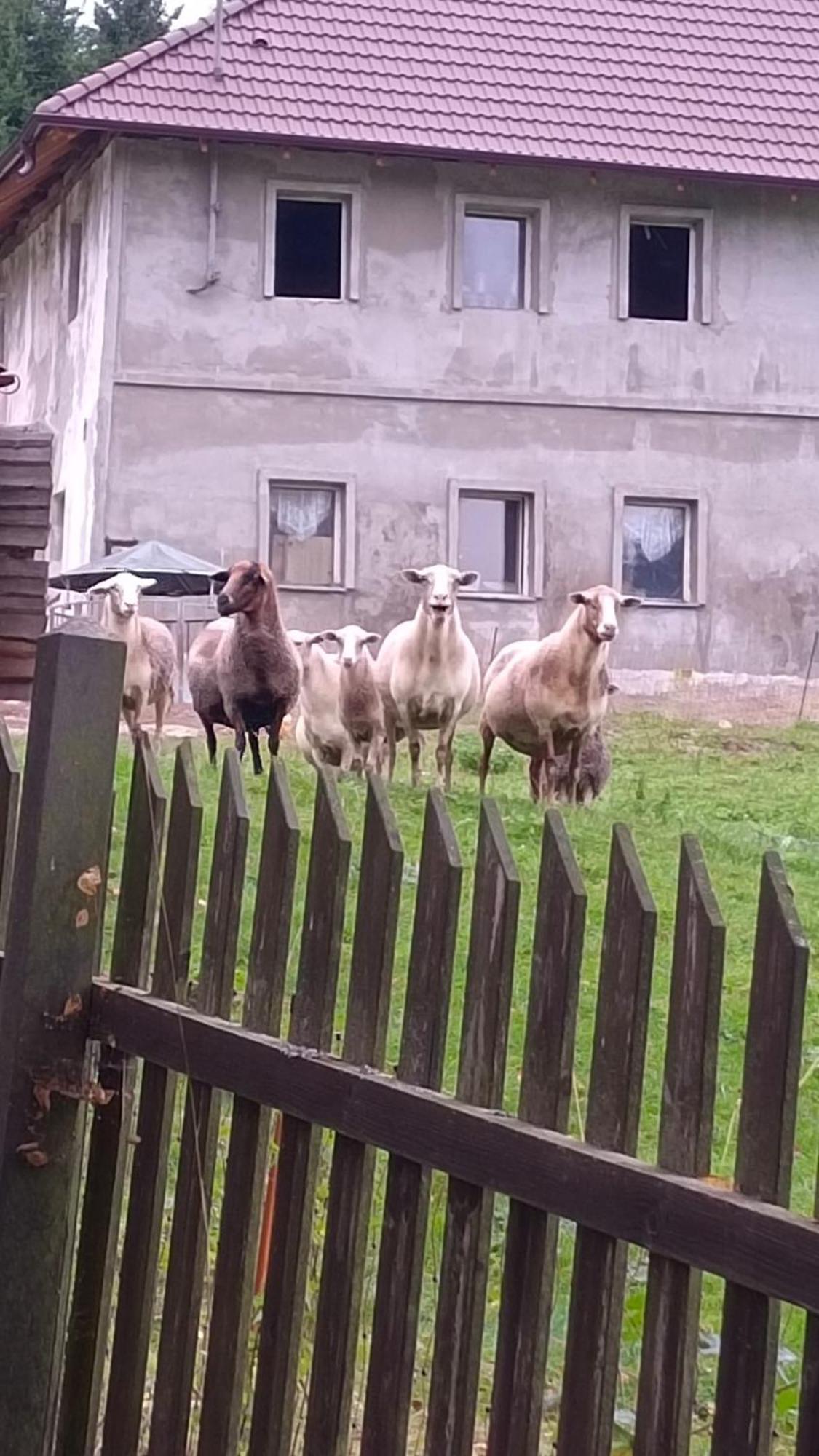 Hotel Chaloupka U Jiriho Nová Pec Zewnętrze zdjęcie